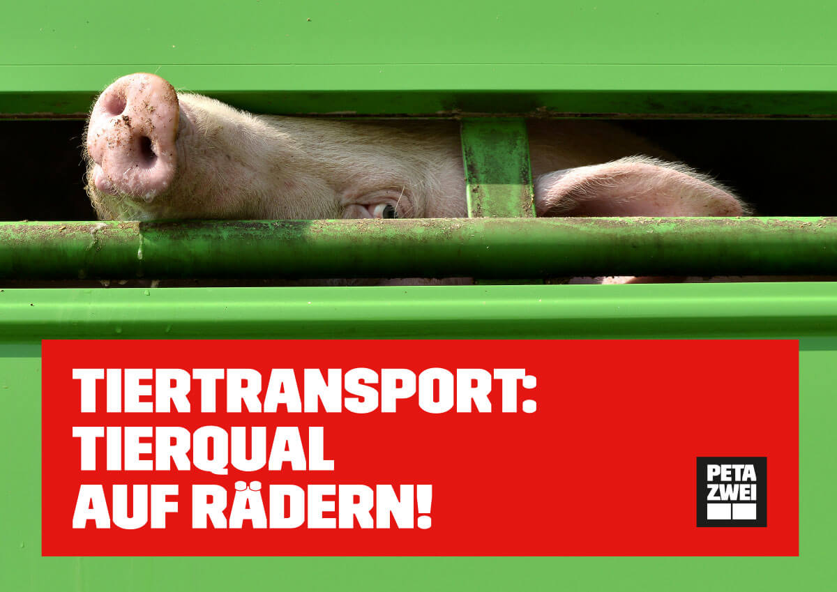 Tiertransport: Tierqual auf Rädern! – Poster