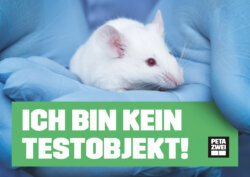 Poster Maus Tierversuche