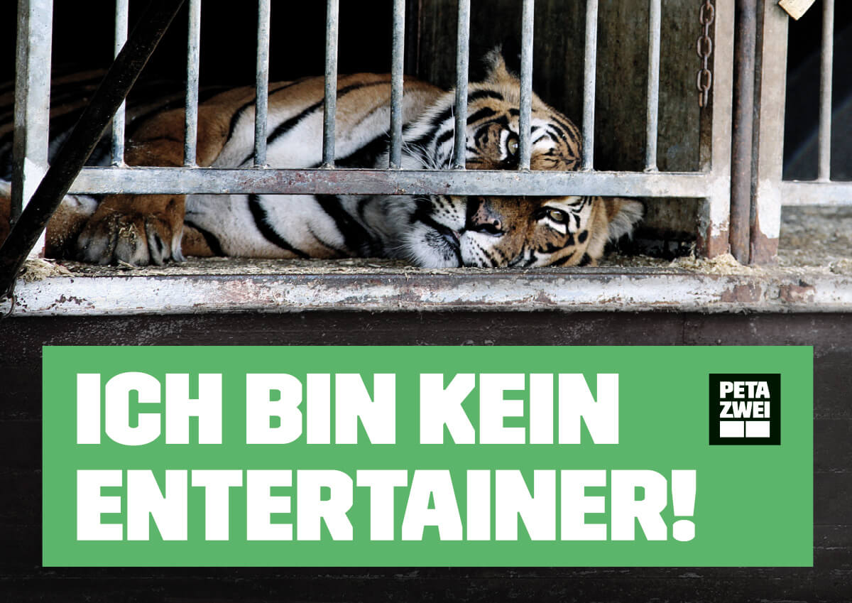 Ich bin kein Entertainer! – Tiger – Poster