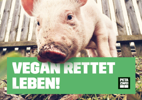 petazwei poster vegan rettet leben schwein