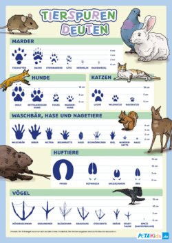 Spure diverser Tierarten
