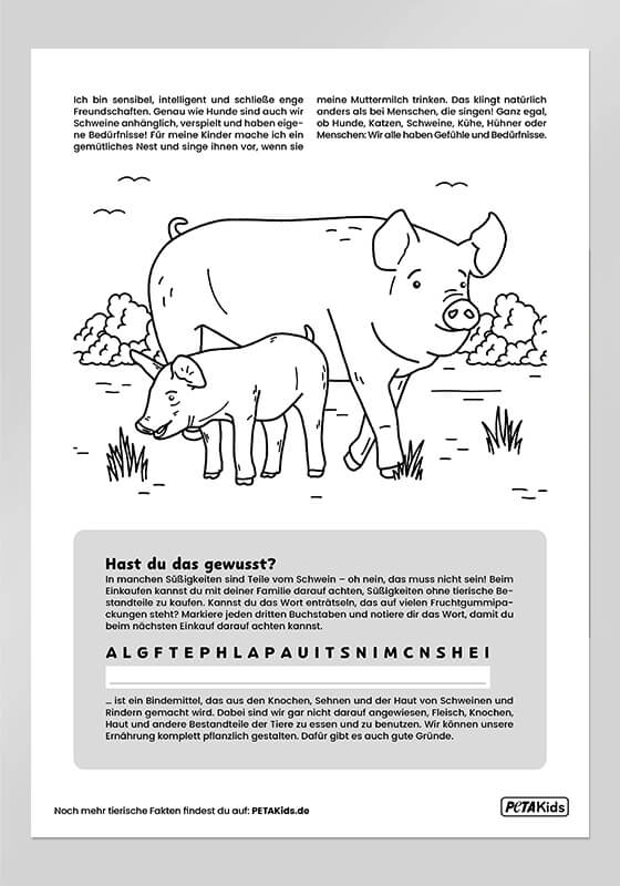 Ausmalbild Schweine