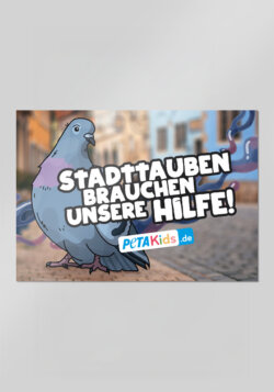 Sticker Taube – Stadttauben brauchen unsere Hilfe!